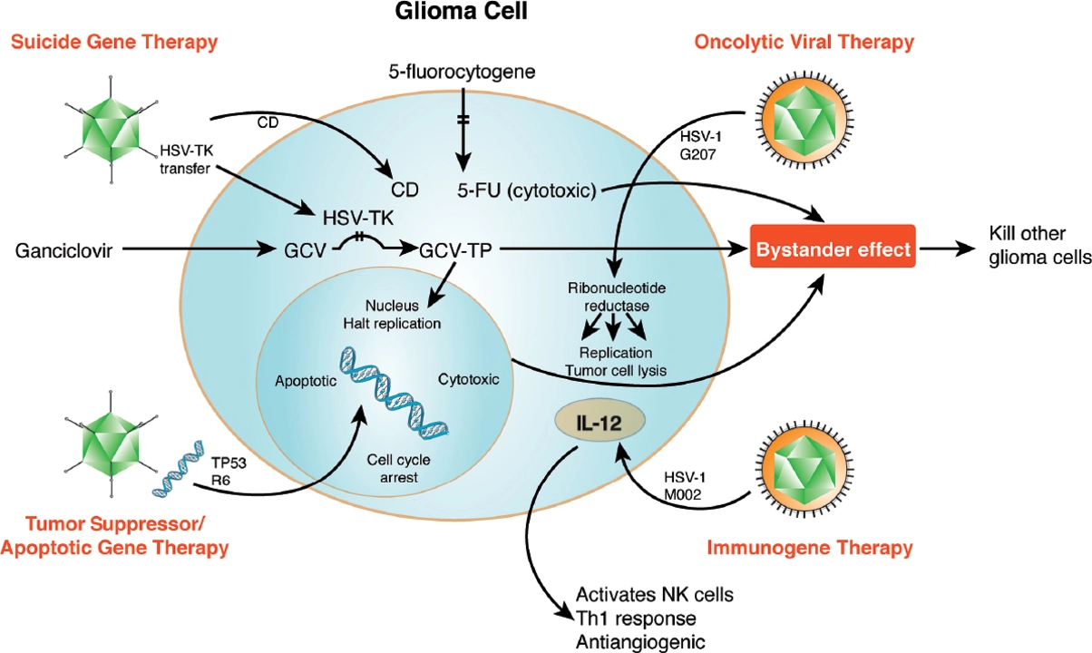 Famciclovir in Immunocompromised Patients: What to Consider